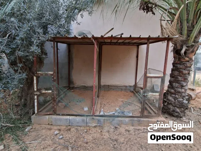 السلام عليكم سيزنه عصافير تمشي بقى لينو وزيبرا للبيع مفصوله بين زوز