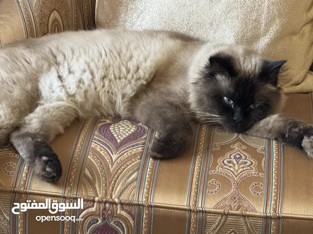 قط سيامي وهمالايا