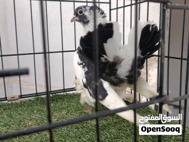 انتايه روسي للبيع
