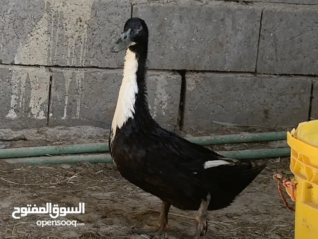 بش خضيري خشن وحلو فحل