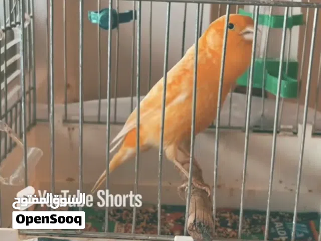 مطلوب فحل كناري جاهز