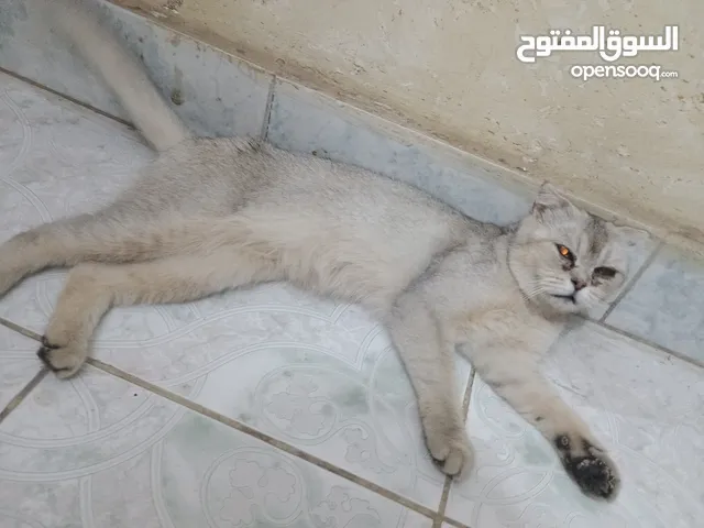 البيع بسعر مناسب