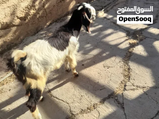 جدايه اثنين للبيع
