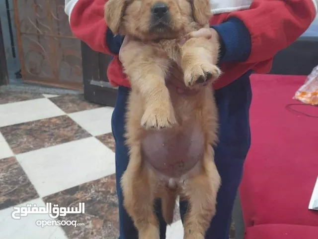 Golden retriever puppy