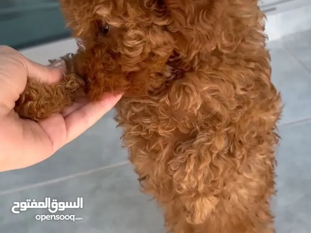 Toy red poodle