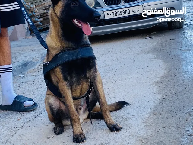 ذكر منيلوا كلب ربي يبارك