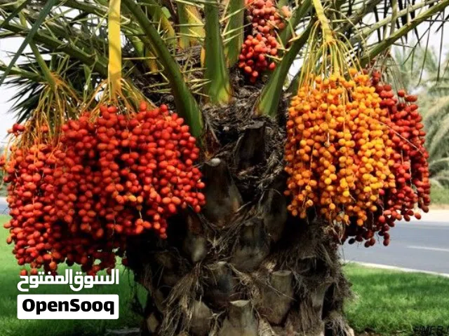 Farm Land for Sale in Salt Al Balqa'