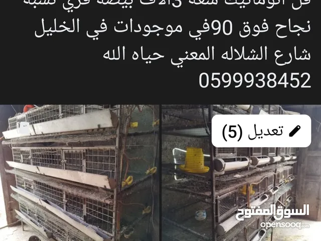 فقاسه واقفاص