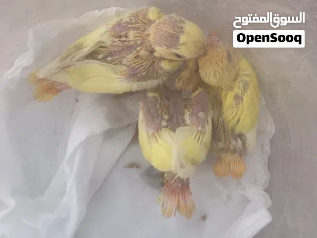 البيع انتاج روز