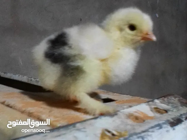 دجاج للبيع