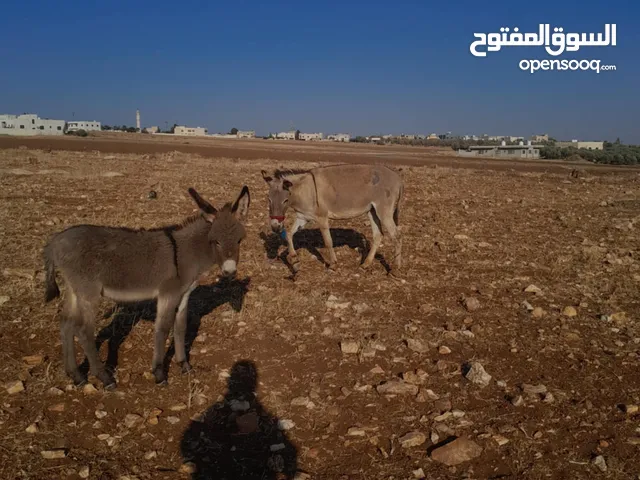 حماره للبيع  مع جحشها