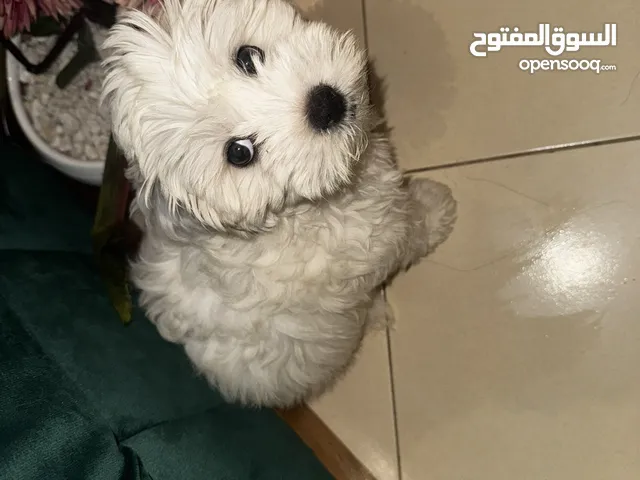 Bichon maltais femelle