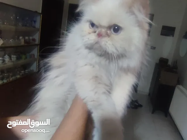 قططايه للبيع