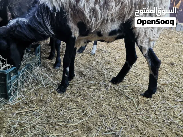 للبيع جاعده وبنتها