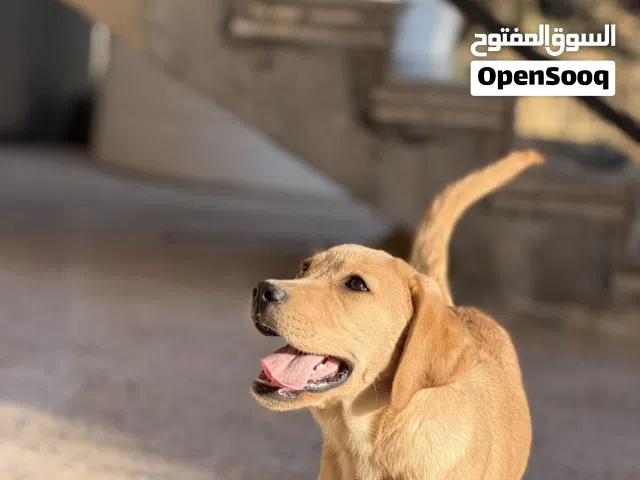 ليبرادور ريتريفر labrador retriever