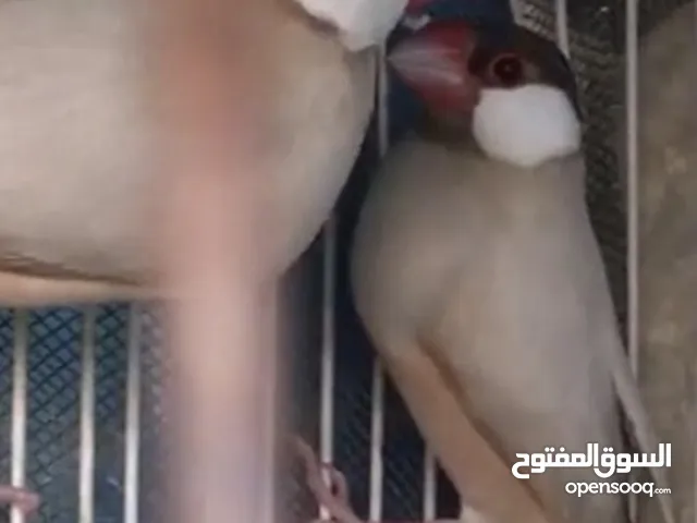 للبيع دكرين جاوا فون