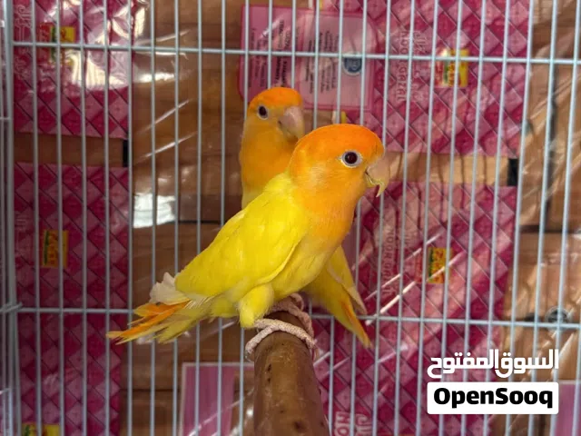 زوجين روز للبيع