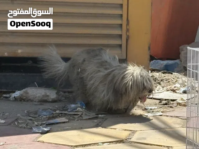 كلب للتبني