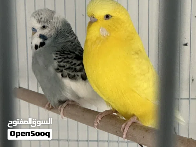 زوج بادجي انجلش