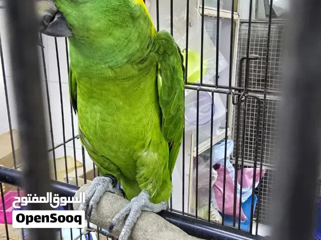 ببغاء امازون يلوناب