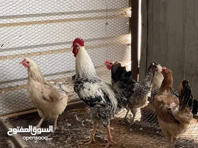 متاح تلاته فراريج واربعة دجاجات عربيات بصحة جيدة