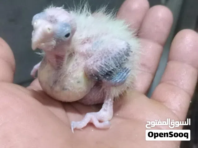 فرخين ترويض كوكتيل