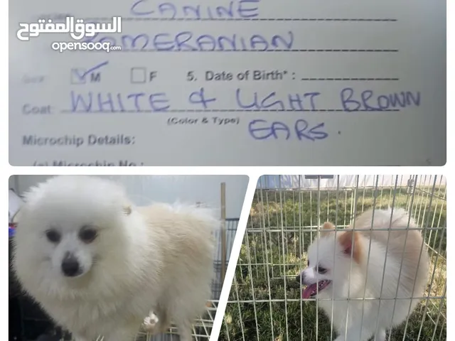 كلاب للبيع شيواوا و بورمرينيان