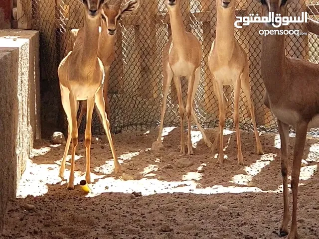 غزال فلودير و ريم بلاك بوك مها عربي و دماني