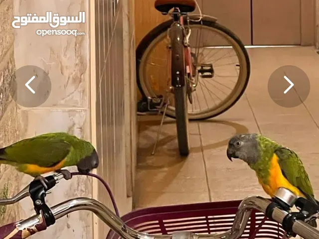 Senegal parrot pair for sale
