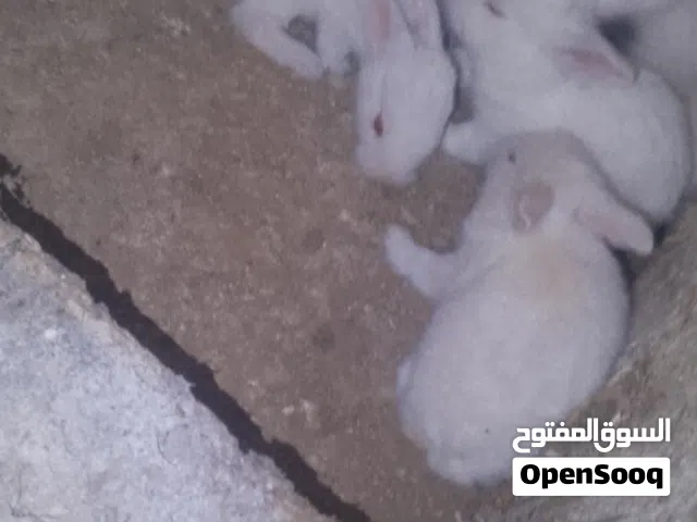 3 اناثي وذكر معاشير ومعهم اولادهم