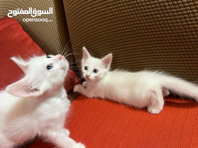 Kittens 2 months old