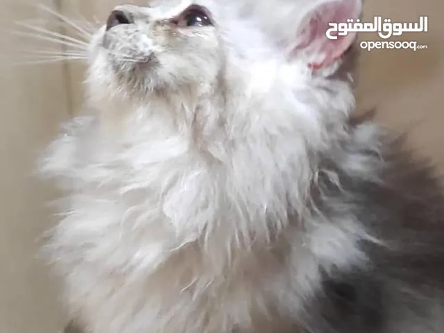 متوفر انثتين اناث وذكر واحد عمر شهرين