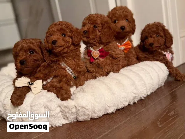 Toy poodle