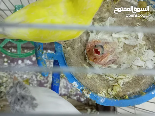 جواز كنار وحب كلها منتجه بفضل الله