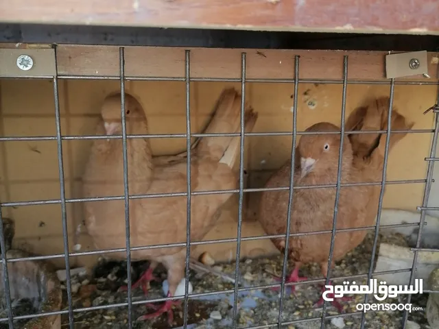 جوز حمام كنجات صفر