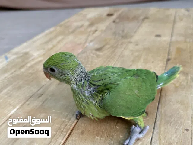 فرخ درة جامبو