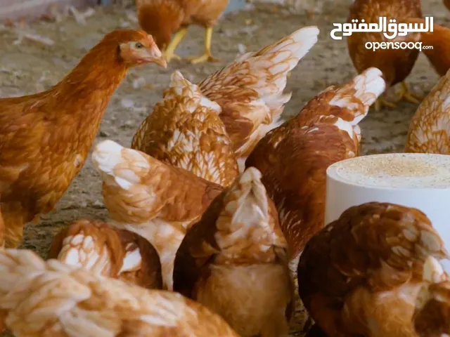 مطلوب دجاج وهمان و فراريج عرب