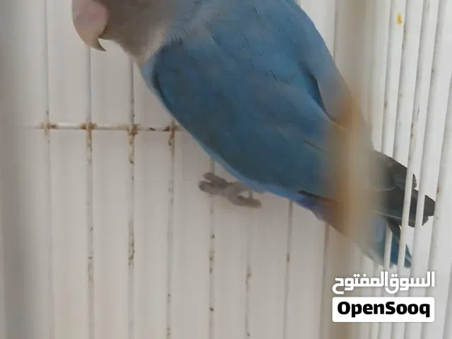 طير روزفشر