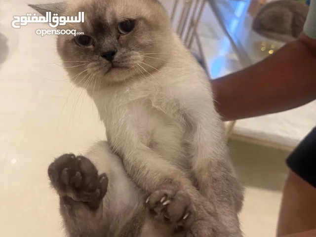 سكوتش ستريت مطعم جميع تطعيماته للتبني