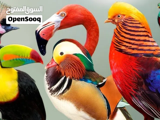 مطلوب طائر للتبني اي نوع