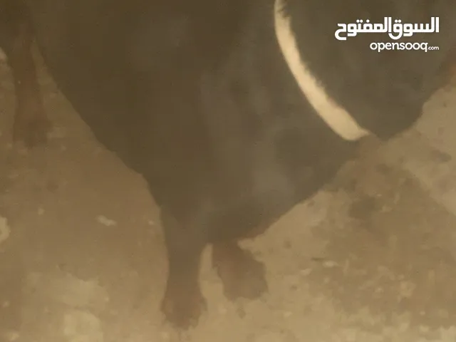 جوز كلاب روت ويلر ولانثى معشره