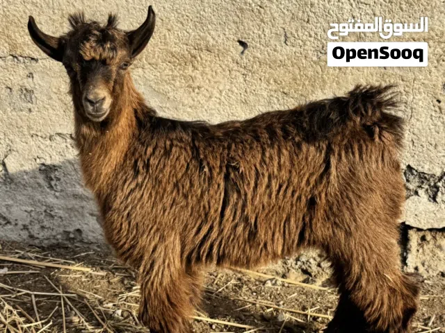 للبيع صخل تيس