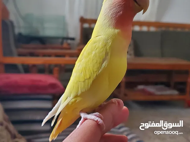 روز اصفر لاتينو أليف وهدد للبيع