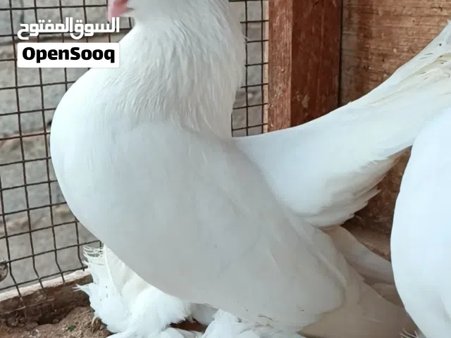 كوبيه روسي حاجه منظمه