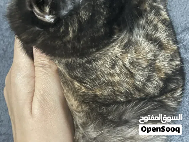 قطه ميكس شيرازى مع بريطانى