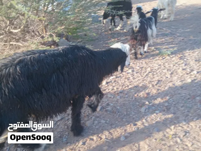 كبش نجدي اصيل سمنه فل  حار