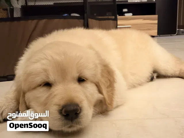 Golden Retriver Puppy 2.5 Months old vaccinated and micro chipped