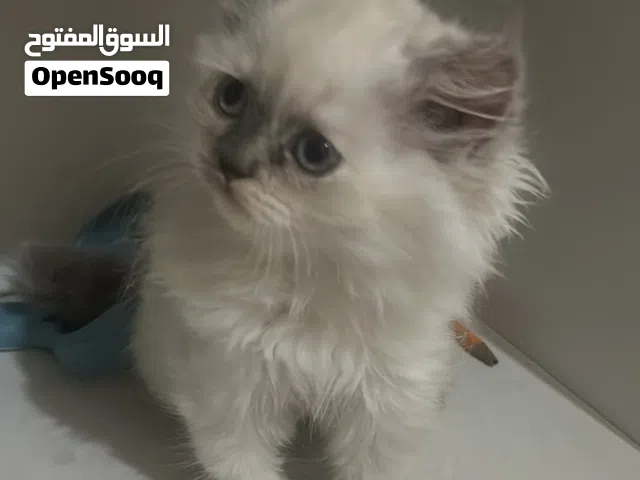 Cat two month