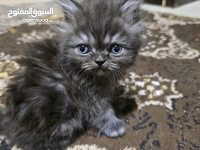 قطط سكوتش وهيمالايا