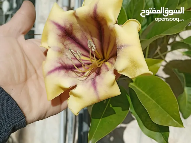 نبات ورده الكاس الذهبيه اقراء الوصف  الماندا العملاقه